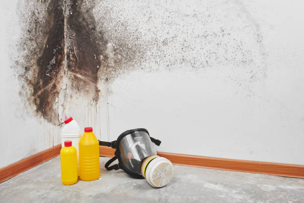 Best Mold Remediation Experts  in Hebron, OH