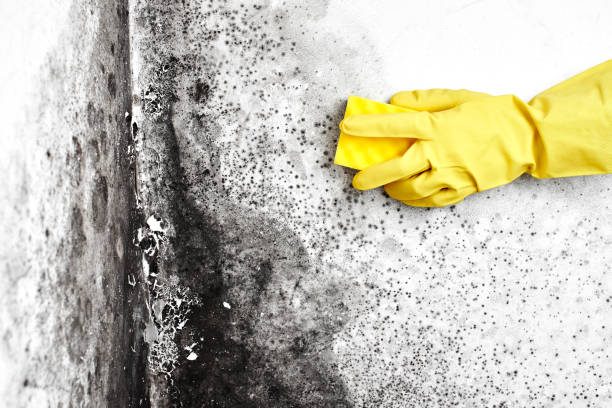 Best Best Mold Removal Companies  in Hebron, OH