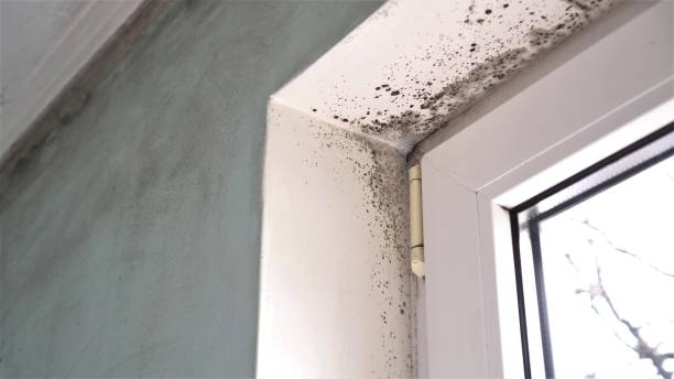 Best Mold Remediation  in Hebron, OH