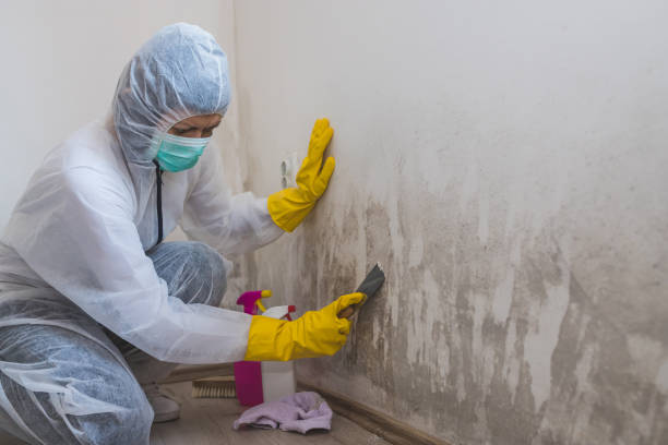 Best Commercial Mold Removal  in Hebron, OH