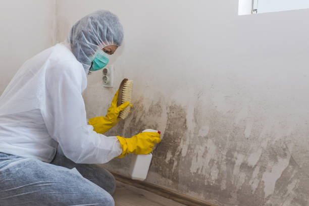 Best Best Mold Removal Companies  in Hebron, OH