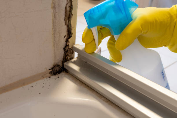 Best Affordable Mold Removal  in Hebron, OH