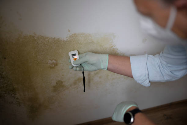 Best Mold Remediation Services  in Hebron, OH