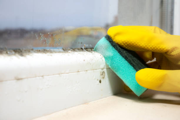 Best Mold Removal Near Me  in Hebron, OH