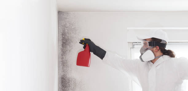 Best Mold Cleaning Services  in Hebron, OH