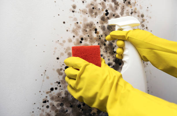 Best Same-Day Mold Removal  in Hebron, OH