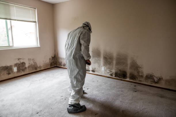 Best Mold Removal Process  in Hebron, OH
