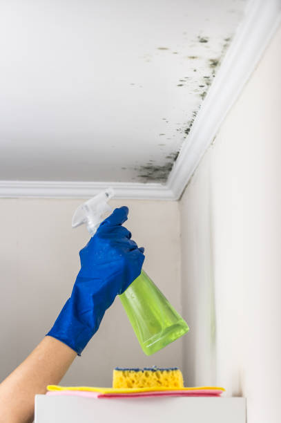 Best Toxic Mold Removal  in Hebron, OH